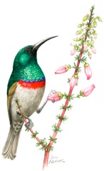 Southern Double-collared Sunbird