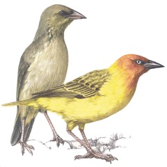 Cape Weaver 