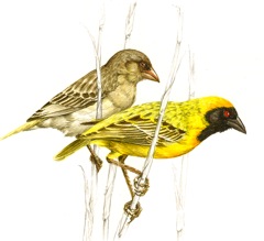 Masked-Weaver