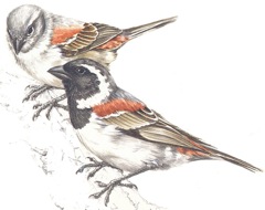 Cape Sparrow - Mossie - Kapsperling