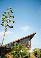 The last Agave flowering