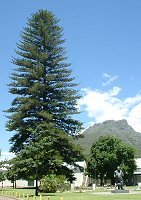 Araucaria - click to enlarge