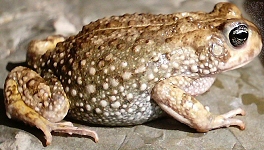 Bufo angusticeps