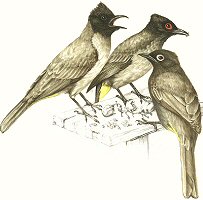 Bulbuls