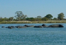 Hippos