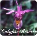 The rare Calypso orchid in a private nature reserve in Canada
