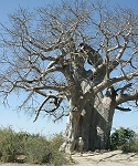 Herrlicher Baobab