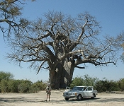 Giant Baobab