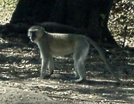 Vervet Monkey