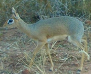Damara Dik-Dik