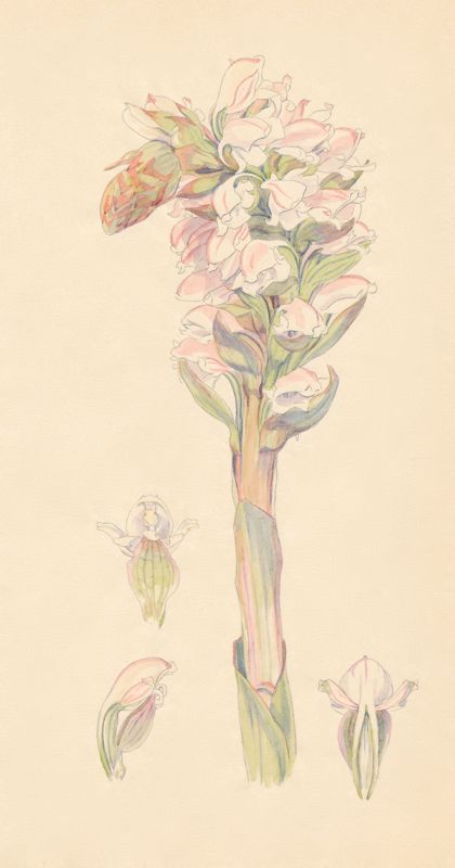 1-14 Satyrium ?