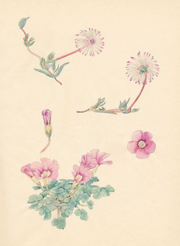 1-22a Lampranthus filicaulis, Oxalis obtusa