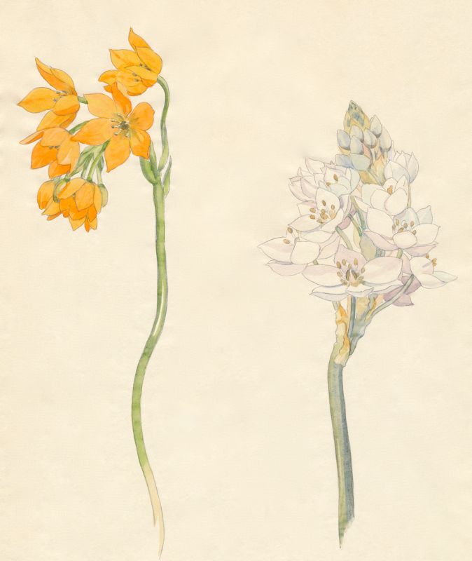 2-12a Ornithogalum dubium, Ornithogalum thyrsoides