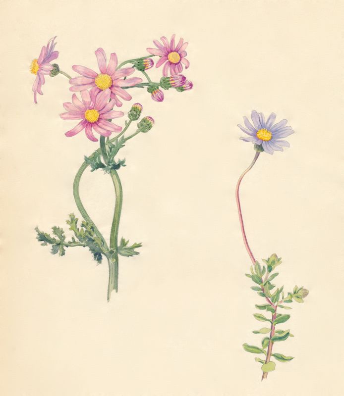 2-13a Senecio elegans, Felicia amelloides