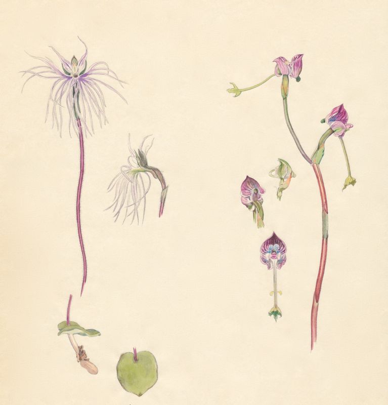2-18a Bartholina burmanniana, Disa spathulata subsp. tripartita