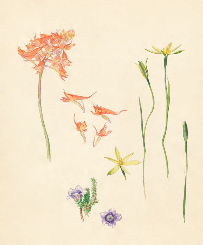 2-29a Disa ferruginea, Roella ciliata, Spiloxene flaccida