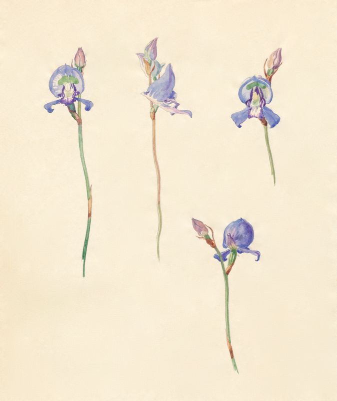 2-30a Disa graminifolia