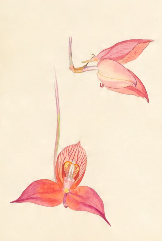 2-32c Disa uniflora