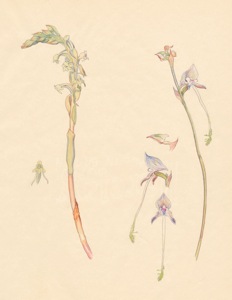 1-8a Satyrium humile, Disa multifida