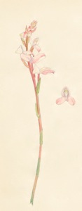 2-32b Disa tripetaloides