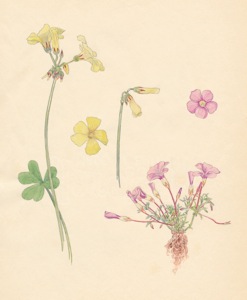 1-21a Oxalis pes-caprae, Oxalis hirta