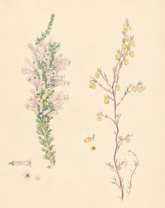 1-27a Erica perspicua, Erica campanularis