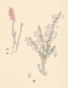 1-30a Erica pulchella, Erica glomiflora