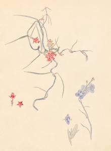 1-32a Microloma tenuifolium Heliophila coronopifolia