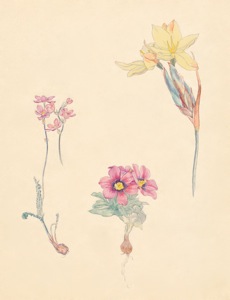 1-34a Ixia erubescens, Moraea versicolor (Galaxia group), Bobartia longicyma