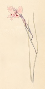 1-36b Gladiolus debilis