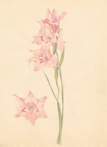 1-2 Gladiolus carneus