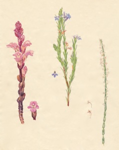 2-3a Harveya tubulosa, Lobelia Lobelia pinifolia, Struthiola confusa