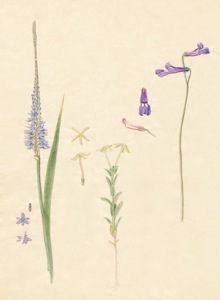 2-4a Micranthus alopecuroides, Sutera tristis , Lobelia ?which sp.