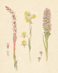 2-8a Satyrium candidum, Pterygodium acutifolium, Corycium carnosum
