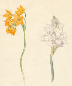 2-12a Ornithogalum dubium, Ornithogalum thyrsoides
