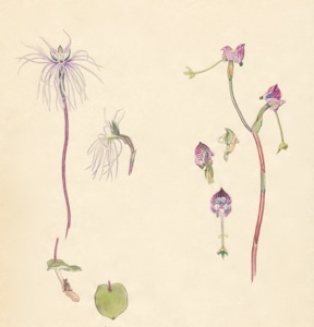 2-18a Bartholina burmanniana, Disa spathulata subsp. tripartita