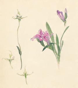 2-23a Disperis capensis var. capensis Orchidee, Babiana purpurea