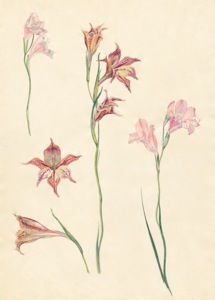 2-26a Gladiolus brevifolius, Gladiolus liliaceus, Gladiolus hirsutus