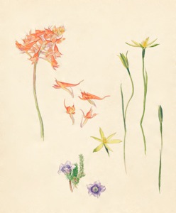 2-29a Disa ferruginea, Roella ciliata, Spiloxene flaccida