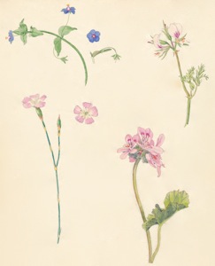 2-33 Anagallis arvensis forma azurea, Dianthus albens, Pelargonium myrrhifolium, Pelargonium capitatum