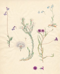 2-35a Lobelia coronopifolia, Agathosma ciliaris, Lobelia anceps?, Monopsis simplex
