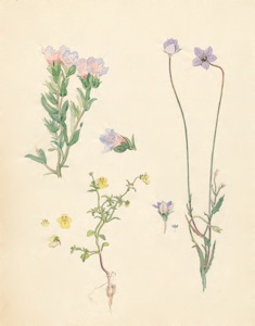 2-36a Lobostemon fruticosus, Nemesia, Wahlenbergia capensis