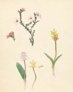 2-38a Adenandra uniflora, Lachenalia unicolor, Lachenalia ?, Lachenalia unicolor, Lachenalia arbuthnotiae