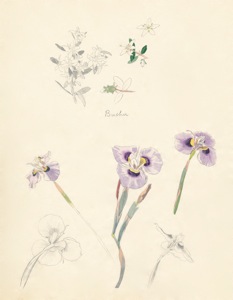 2-47a Agathosma betulina, Moraea ciliata