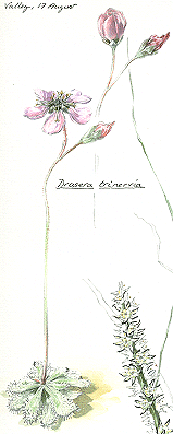 Drosera and Wurbea