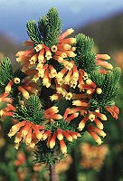 Erica kogelbergensis