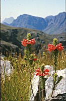 Erica longifolia