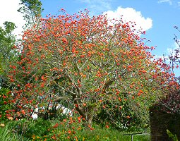 Erythrina