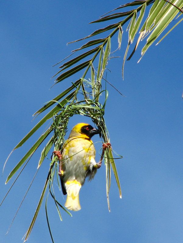 In spite of his white belly (it should be all yellow) Fritz is a very successful bird. 