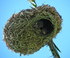 Last year's weaver has an all yellow belly